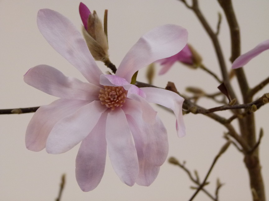 MAGNOLIA x.loebneri Leonard Messel