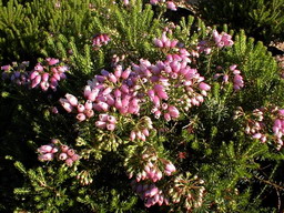 ERICA terminalis