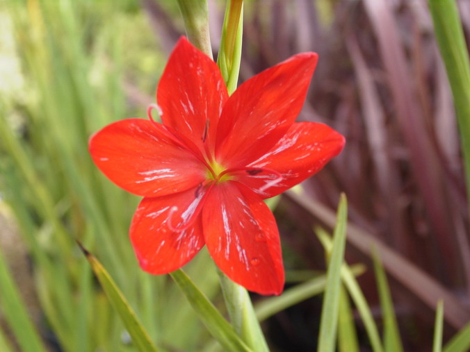 SCHIZOSTYLIS coccinea Sunrise