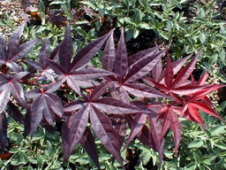 ACER palmatum Atropurpureum