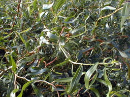 SALIX x.erythroflexuosa