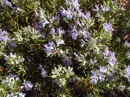 ROSMARINUS officinalis Major Pink