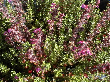 TEUCRIUM chamaedrys