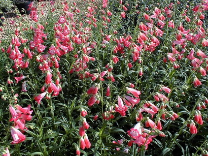 PENSTEMON Hidcote Pink