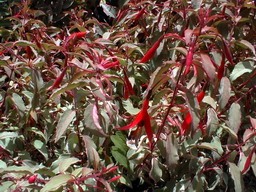 FUCHSIA magellanica Tricolor