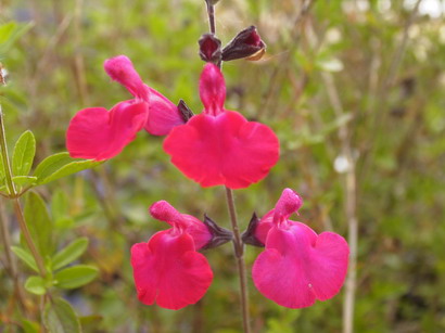 SALVIA grahamii