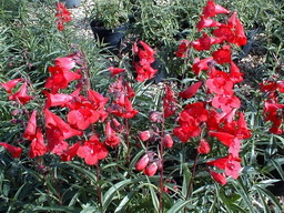 PENSTEMON x.Garnet