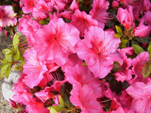 AZALEA japonaise Vuyk's Rosy Red