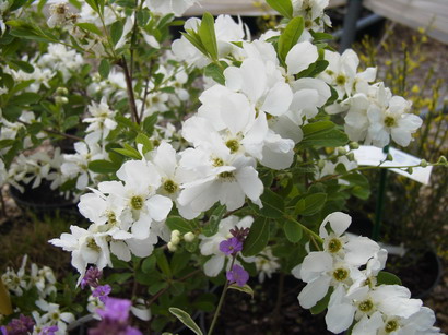 EXOCHORDA x.macrantha The Bride : floraison de printemps. Nº381