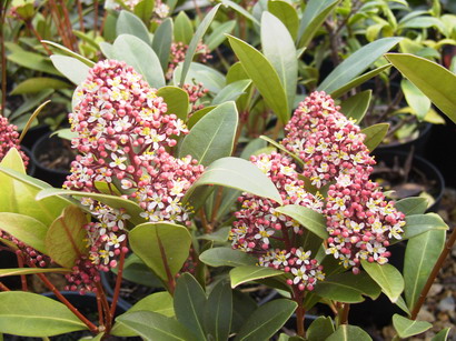 SKIMMIA reevesiana