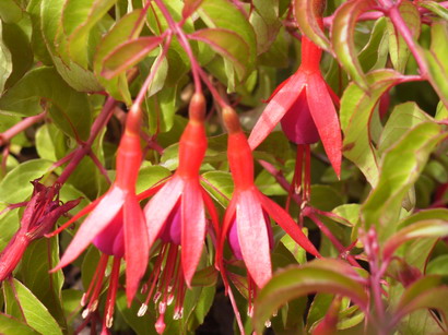 FUCHSIA Corallina