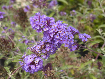 BUDDLEJA davidii Nanho Blue