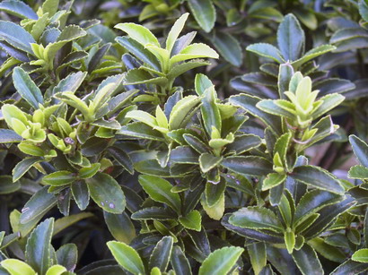 EUONYMUS japonicus Microphyllus Pulchellus