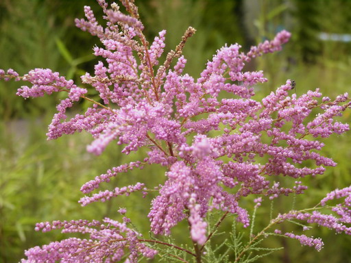 TAMARIX ramosissima Pink Cascade