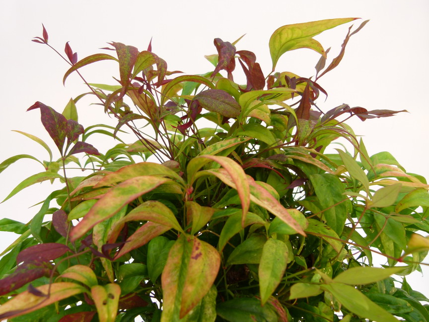 NANDINA domestica Pygmaea