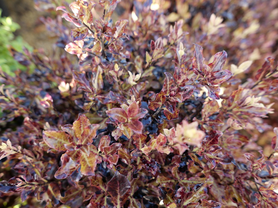 PITTOSPORUM tenuifolium Tom Thumb