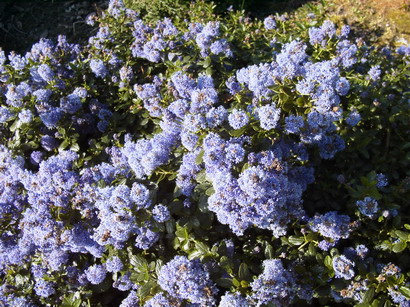 CEANOTHUS thyrsiflorus var.repens