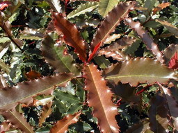 PHOTINIA Pointe du Raz ®