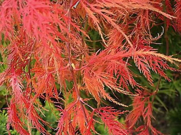 WISTERIA floribunda Rosea