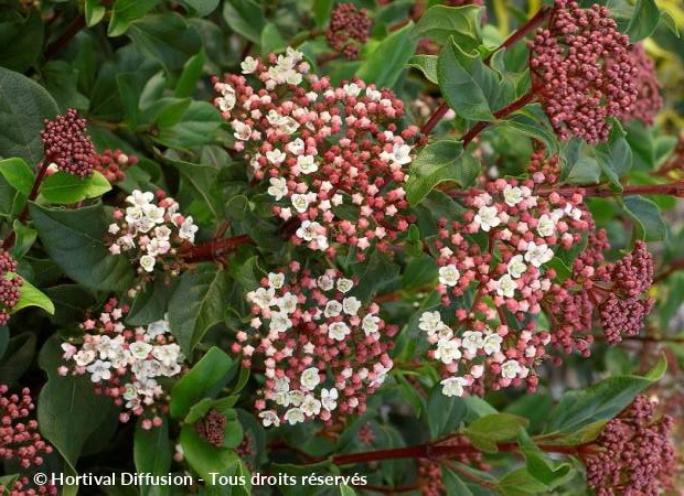 VIBURNUM tinus Eve Price