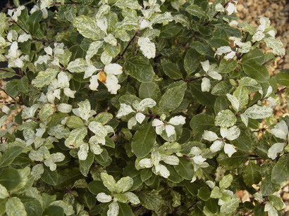 PITTOSPORUM tenuifolium Irène Paterson