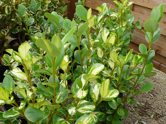 GRISELINIA littoralis Bantry Bay