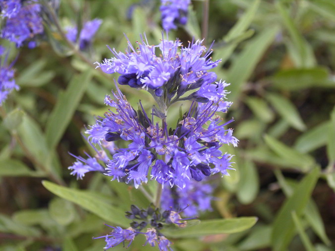 CARYOPTERIS X.clandonensis Heavenly Blue