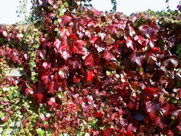 PARTHENOCISSUS tricuspidata Veitchii Robusta