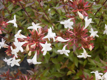 ABELIA rupestris