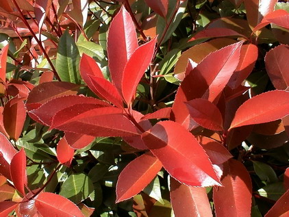 PHOTINIA x.fraseri Red Robin