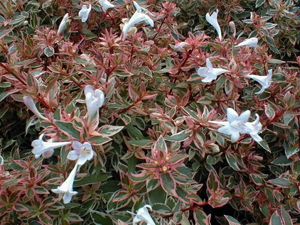 ABELIA Confetti ®