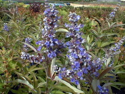 VITEX agnus-castus var. latifolia