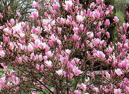 MAGNOLIA X.soulangeana