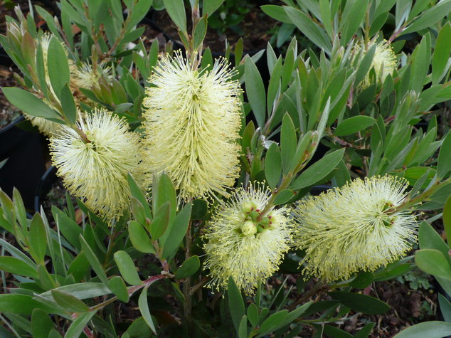 CALLISTEMON salignus