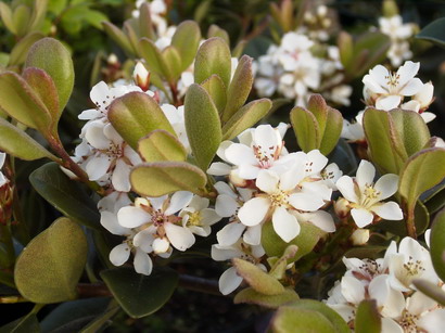 RHAPHIOLEPIS ovata : floraison d'avril et mai. Nº436