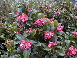 ESCALLONIA laevis : floraison estivale. Nº438