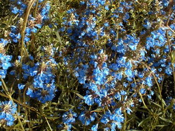 SALVIA uliginosa
