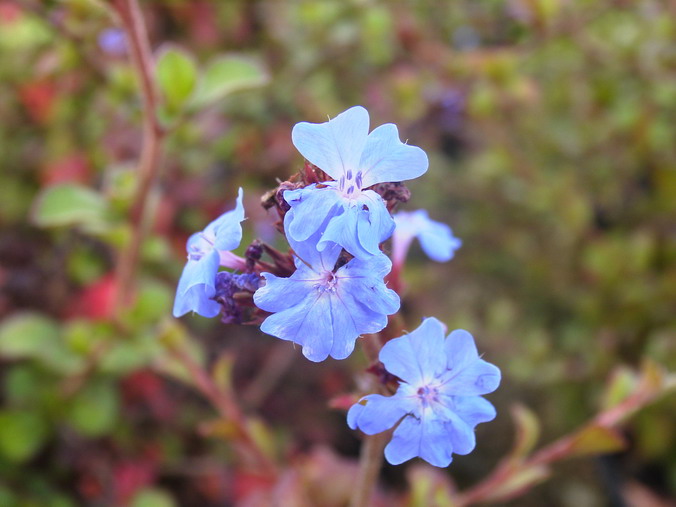 CERATOSTIGMA griffithii