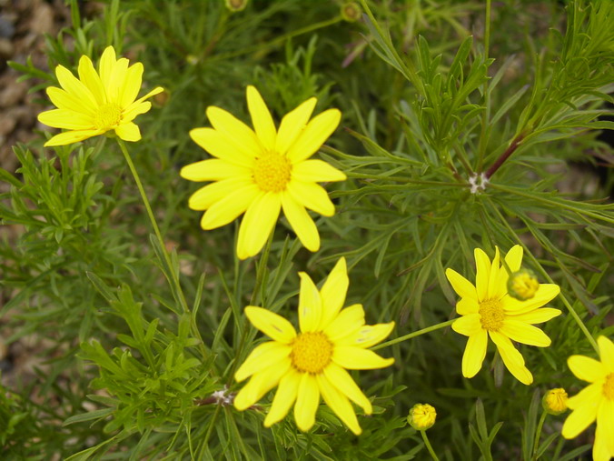 EURYOPS tenuissimus