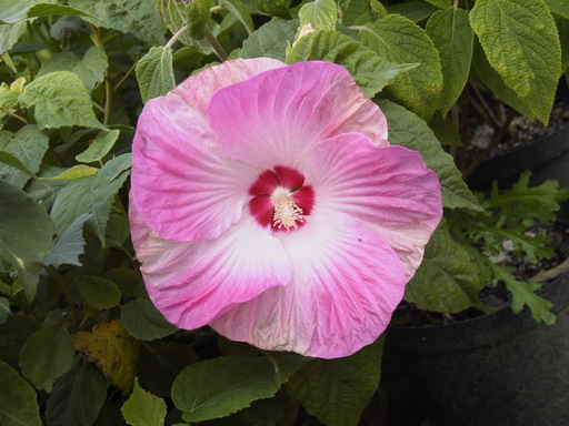 HIBISCUS moschetos rose vif