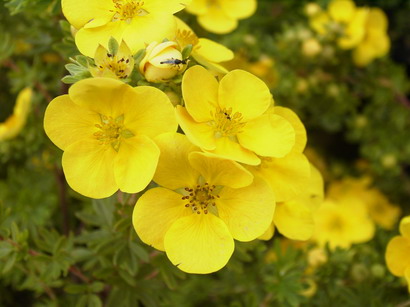 POTENTILLA Tangerine