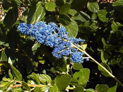 CEANOTHUS arboreus Trewithen Blue : floraison de printemps. Nº450