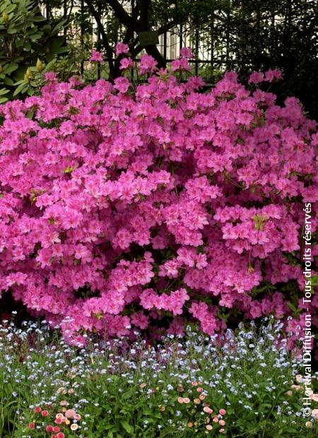 AZALEA japonaise Amoena