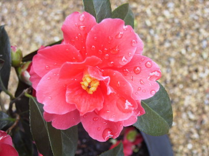 CAMELLIA hybride Freedom Bell