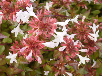 ABELIA compacta : floraison estivale. Nº461