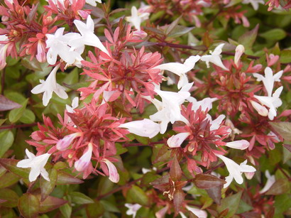 ABELIA compacta