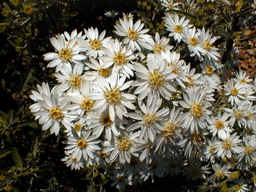 OLEARIA x.scillionensis