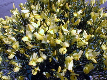 CYTISUS X.praecox Allgold
