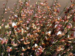 CYTISUS x.praecox Zeelandia