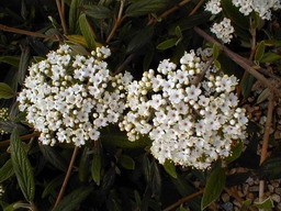 VIBURNUM pragense : floraison de fin d'hiver. Nº467